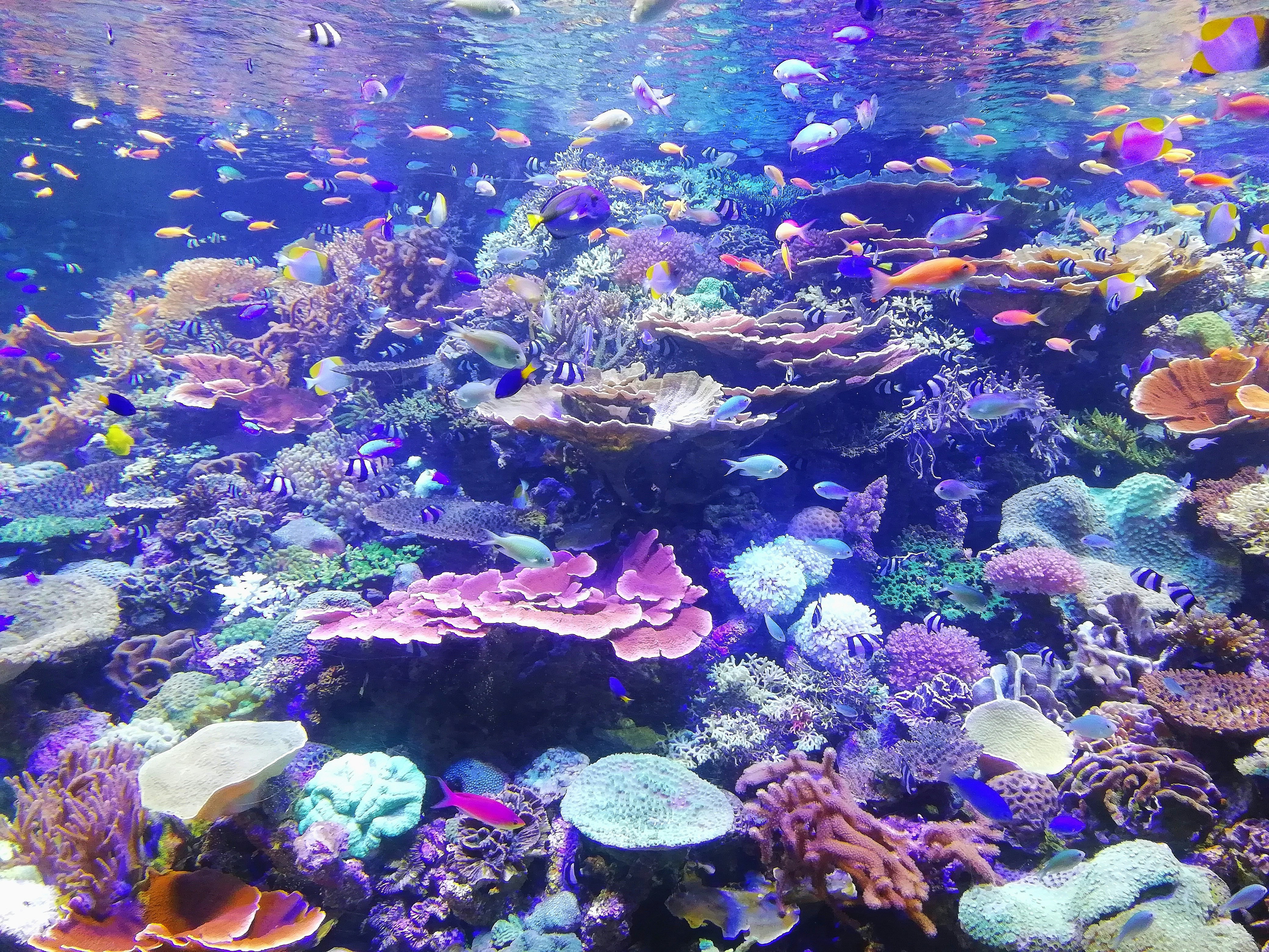 underwater reef